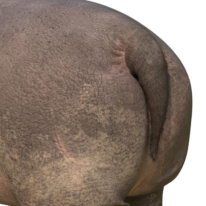 3D Hippopotamus Pose 2 with Fur model