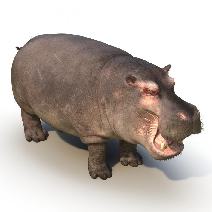 3D Hippopotamus 2 with Fur model