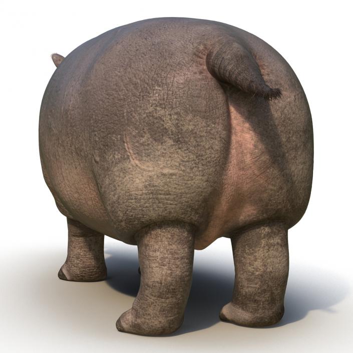 3D Hippopotamus 2 with Fur model