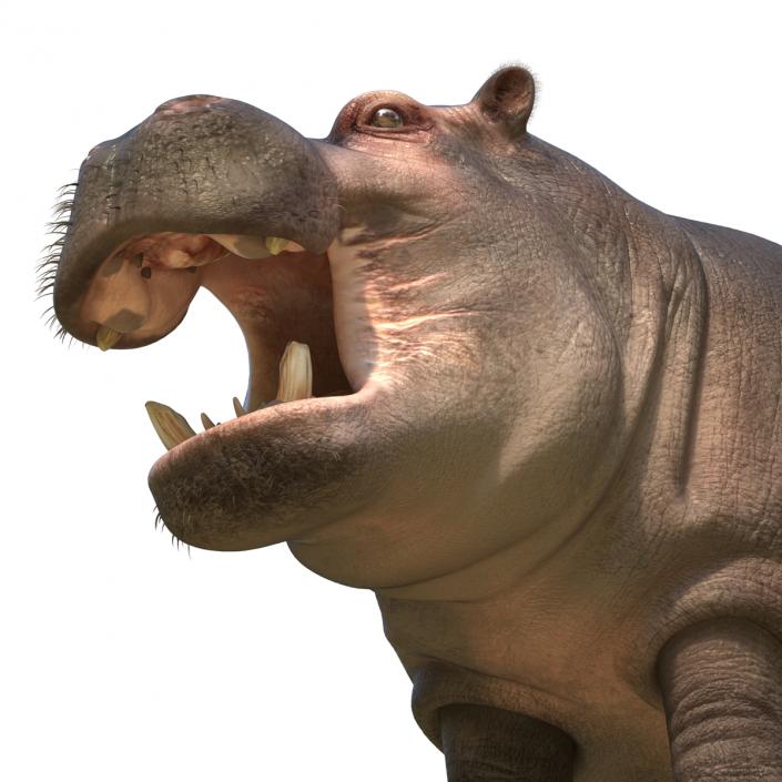 3D Hippopotamus 2 with Fur model