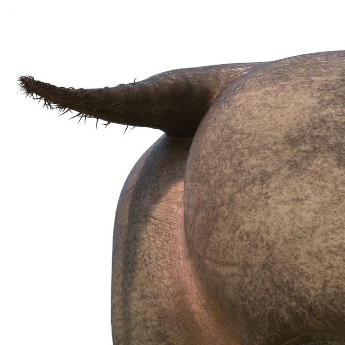 3D Hippopotamus 2 with Fur model