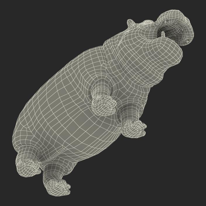 3D Hippopotamus 2 with Fur model