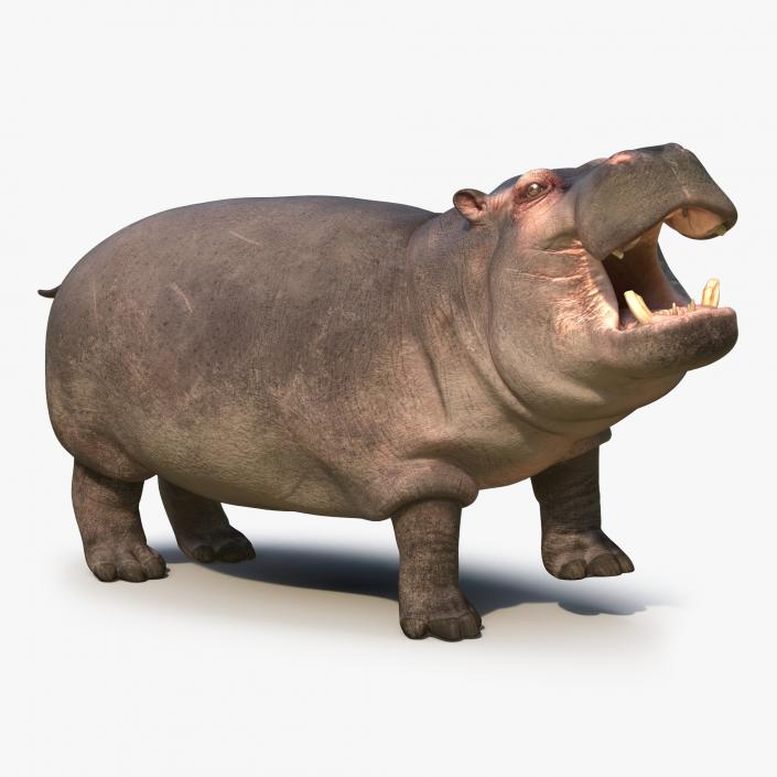 Hippopotamus Rigged 3D model