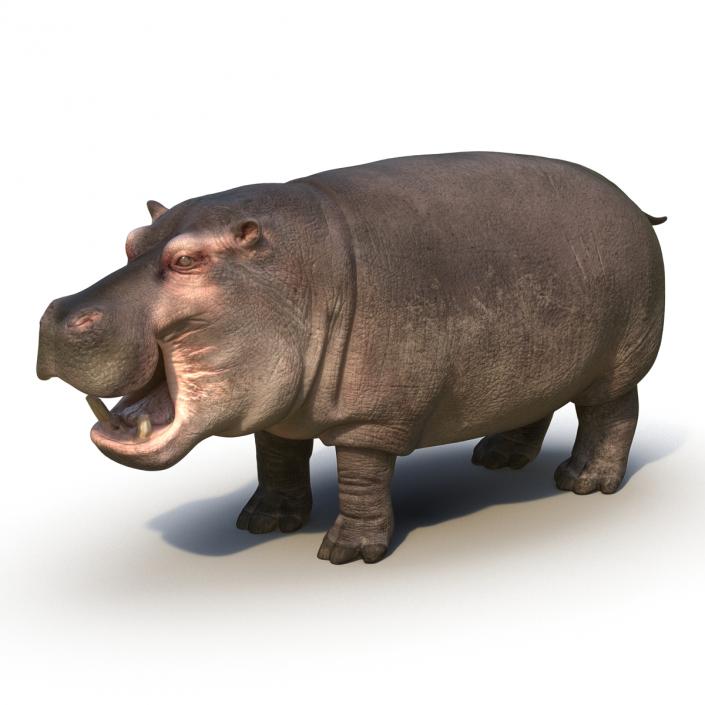 Hippopotamus Rigged 3D model