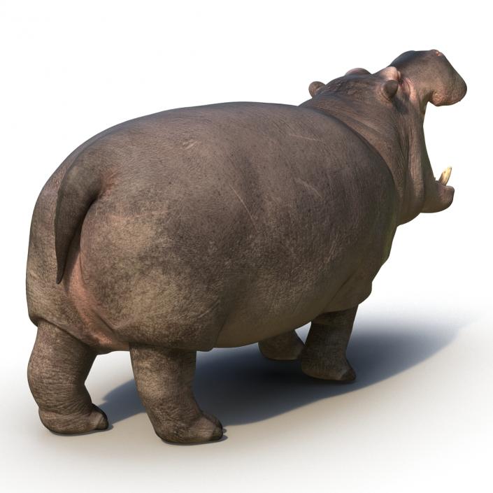 Hippopotamus Rigged 3D model