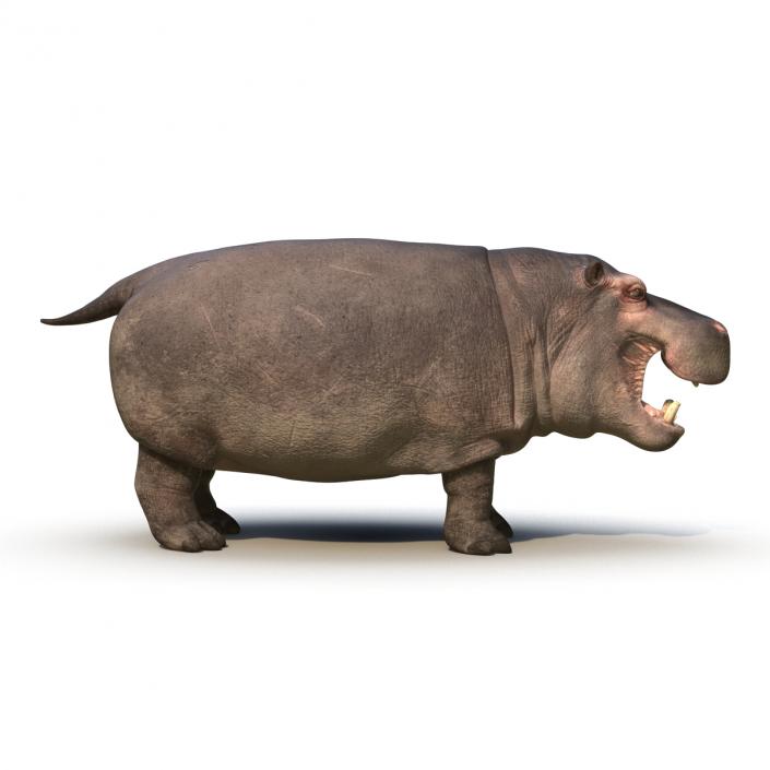 Hippopotamus Rigged 3D model