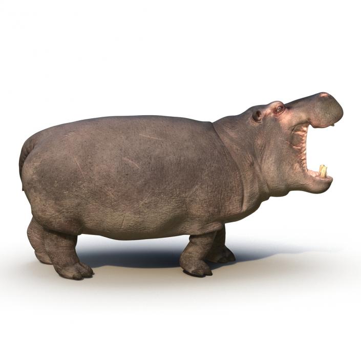 Hippopotamus Rigged 3D model