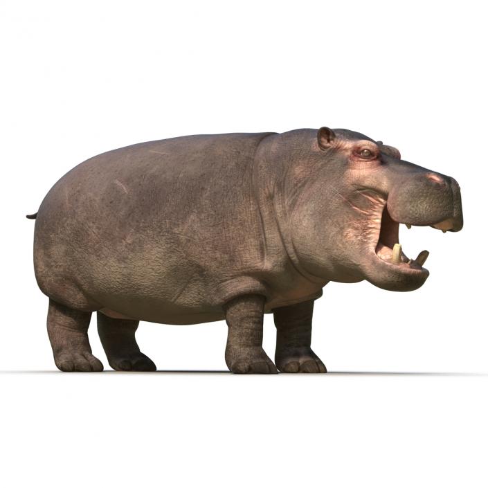 Hippopotamus Rigged 3D model