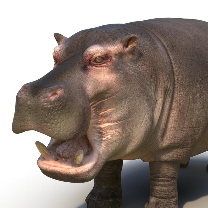 Hippopotamus Rigged 3D model