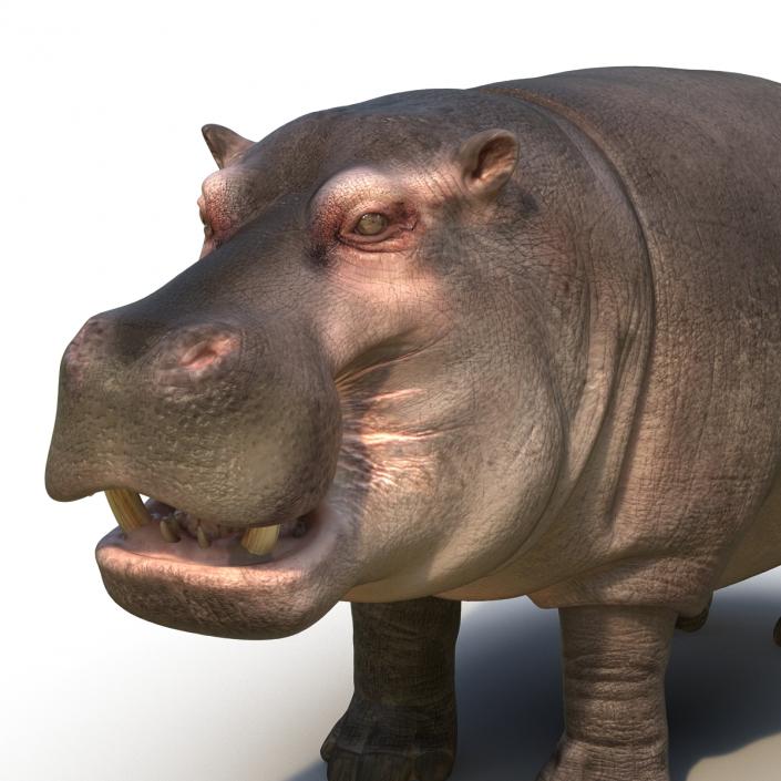 Hippopotamus Rigged 3D model