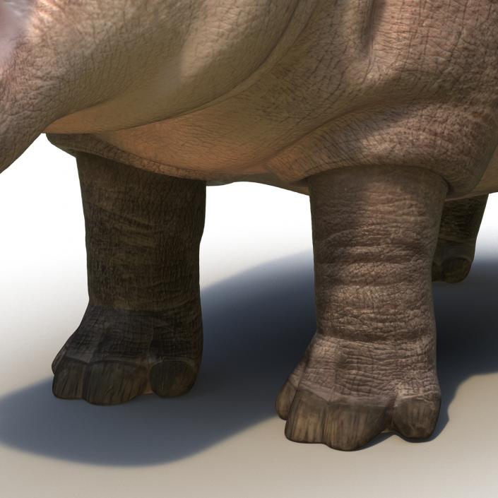 Hippopotamus Rigged 3D model