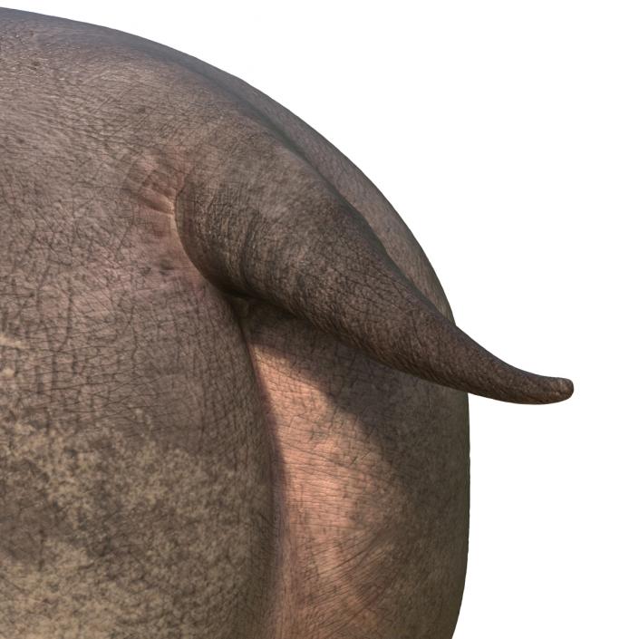 Hippopotamus Rigged 3D model