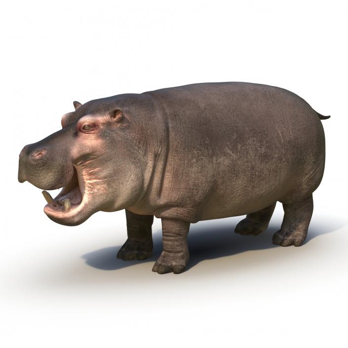 Hippopotamus 2 3D model