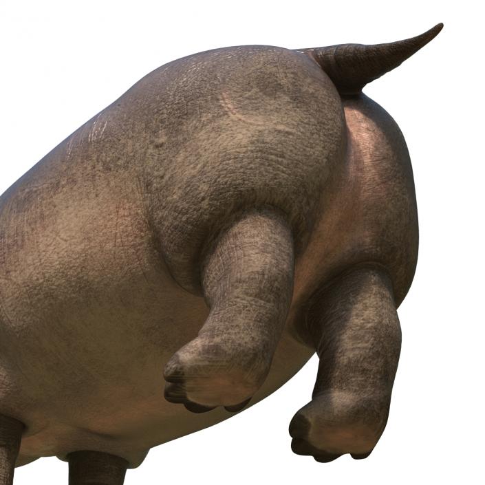 Hippopotamus 2 3D model