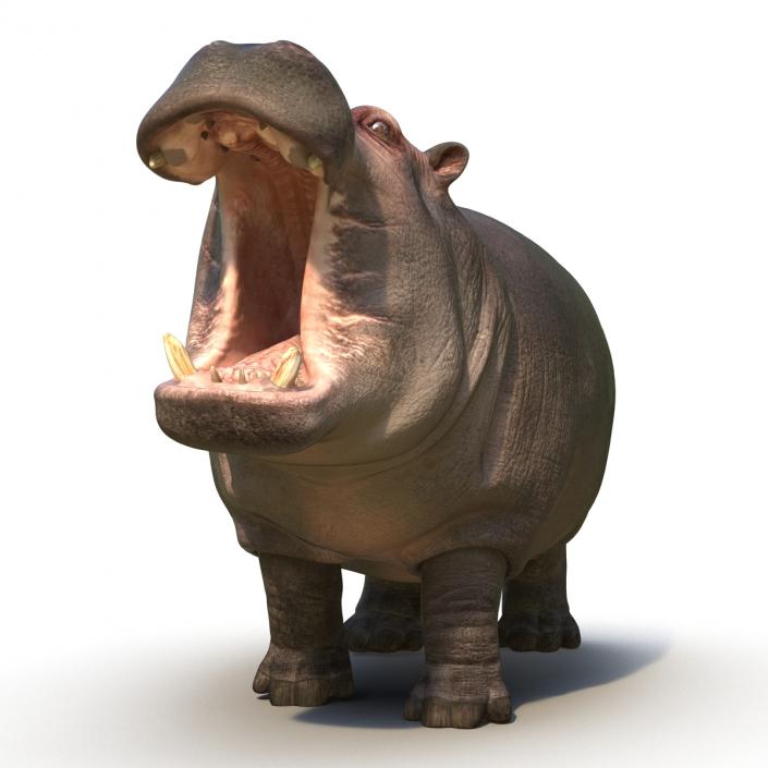 Hippopotamus Pose 2 3D model