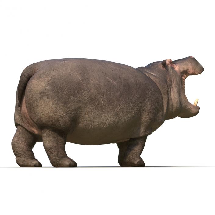 Hippopotamus Pose 2 3D model