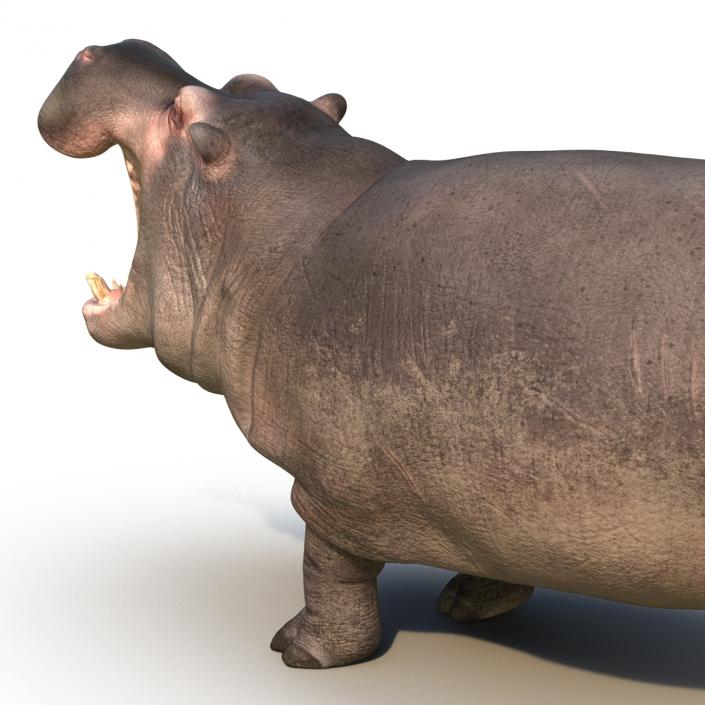 Hippopotamus Pose 2 3D model