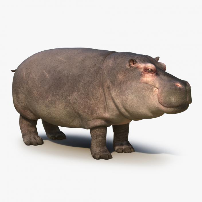 3D Hippopotamus with Fur