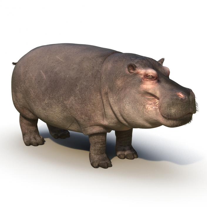 3D Hippopotamus with Fur