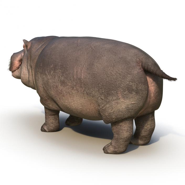 3D Hippopotamus with Fur