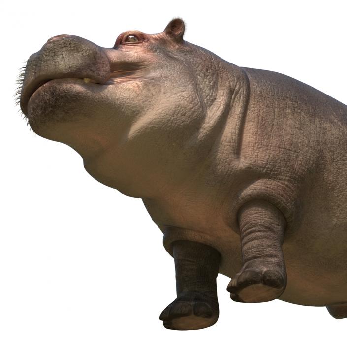 3D Hippopotamus with Fur