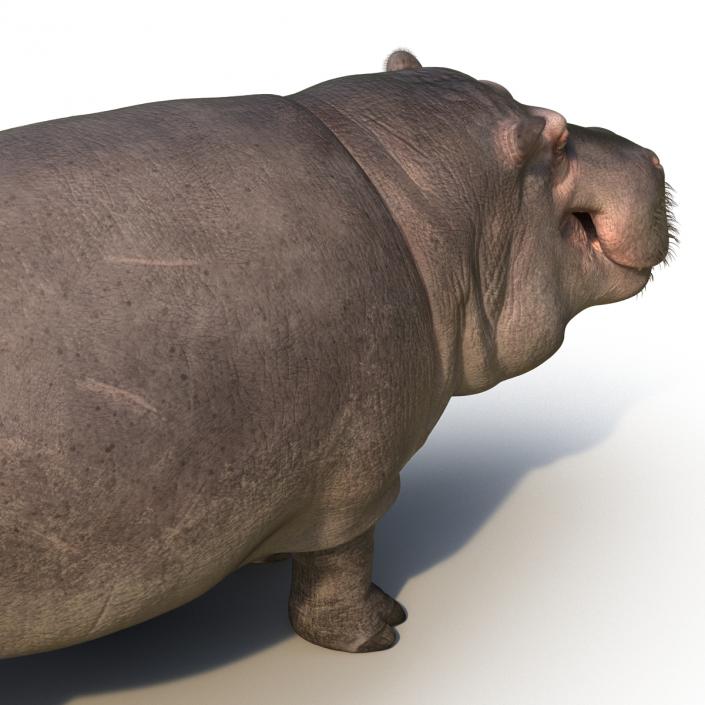 3D Hippopotamus with Fur