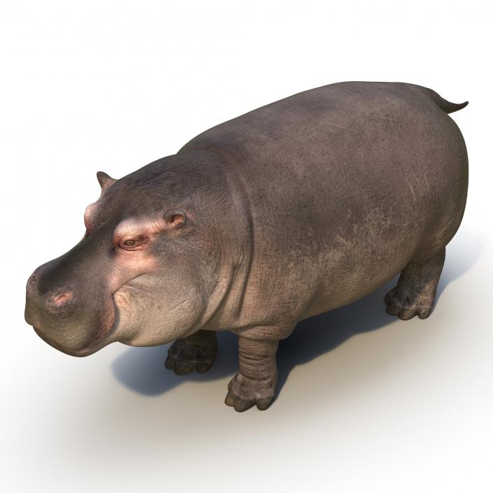 Hippopotamus 3D