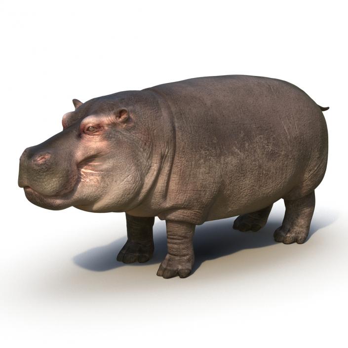 Hippopotamus 3D