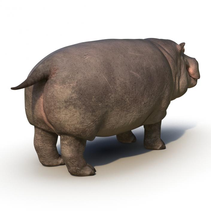 Hippopotamus 3D