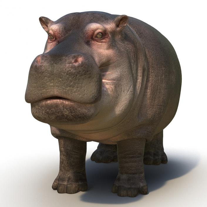 Hippopotamus 3D