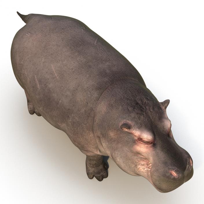 Hippopotamus 3D