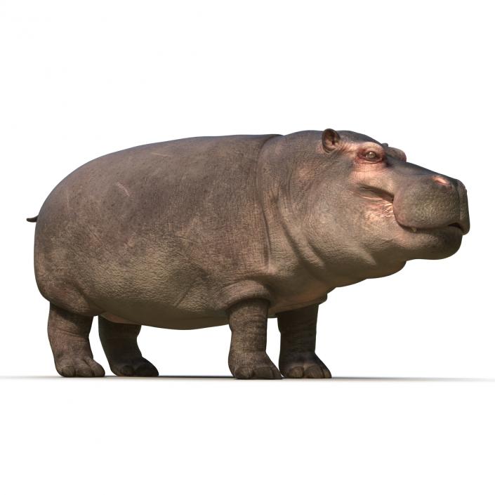 Hippopotamus 3D