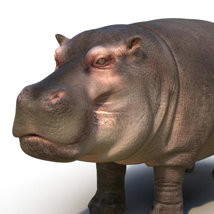 Hippopotamus 3D