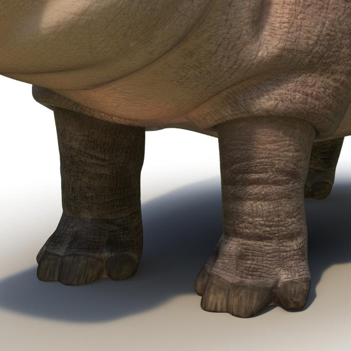 Hippopotamus 3D