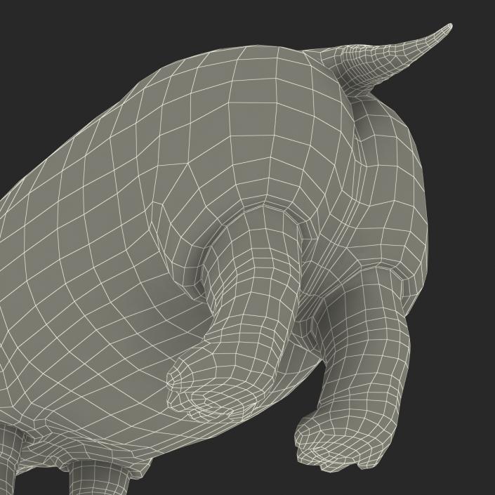 Hippopotamus 3D