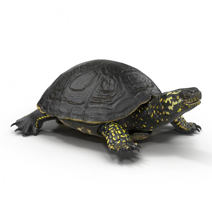 European Pond Turtle Rigged 3D