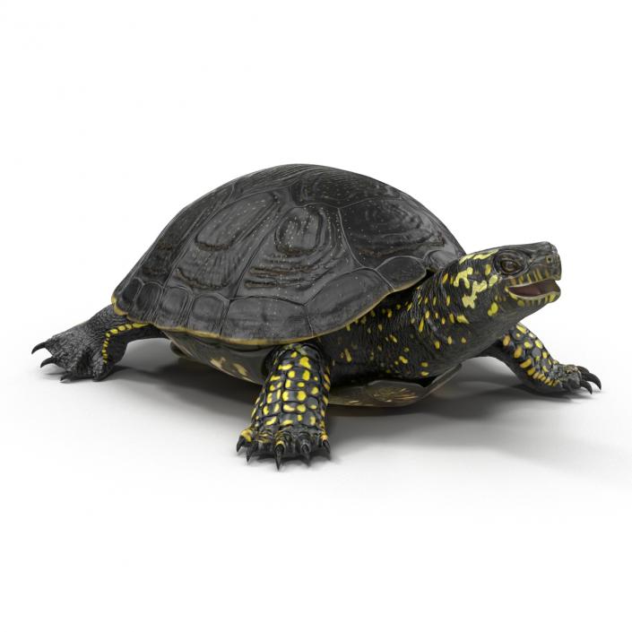 European Pond Turtle Rigged 3D