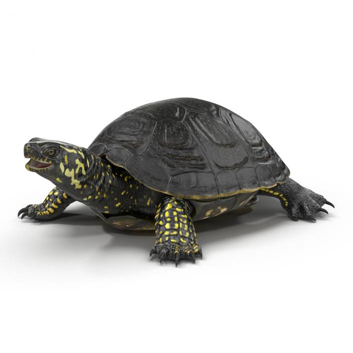 European Pond Turtle Rigged 3D