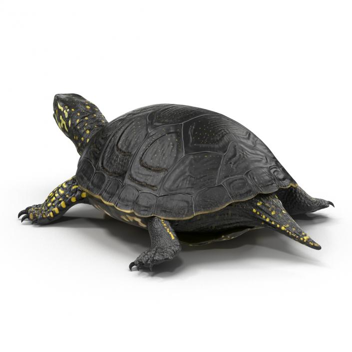 European Pond Turtle Rigged 3D