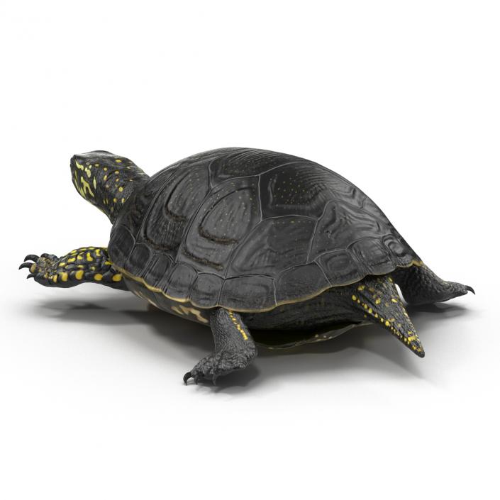 European Pond Turtle Rigged 3D