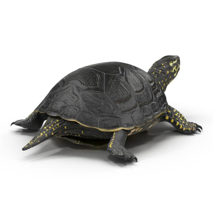 European Pond Turtle Rigged 3D