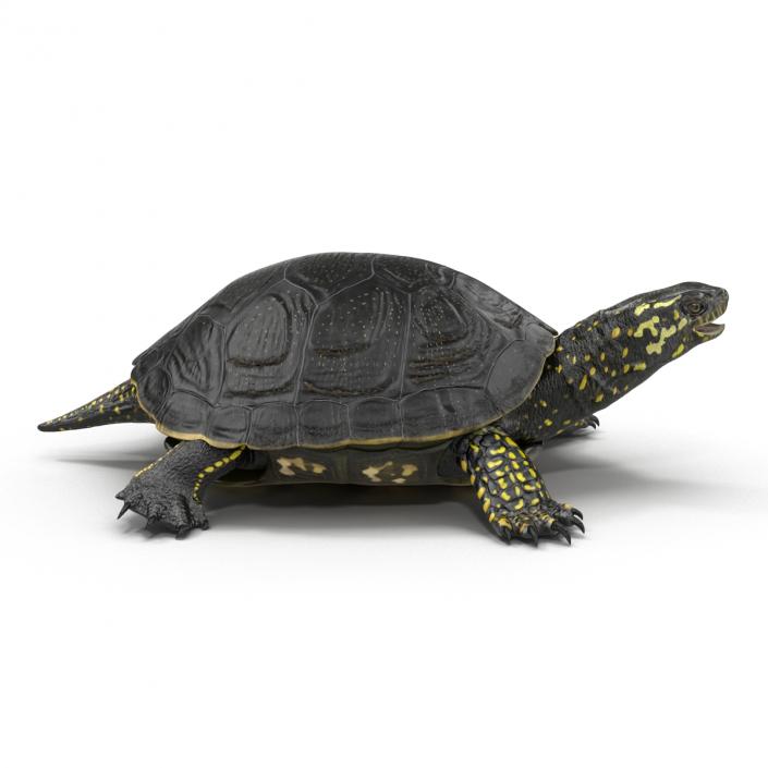 European Pond Turtle Rigged 3D