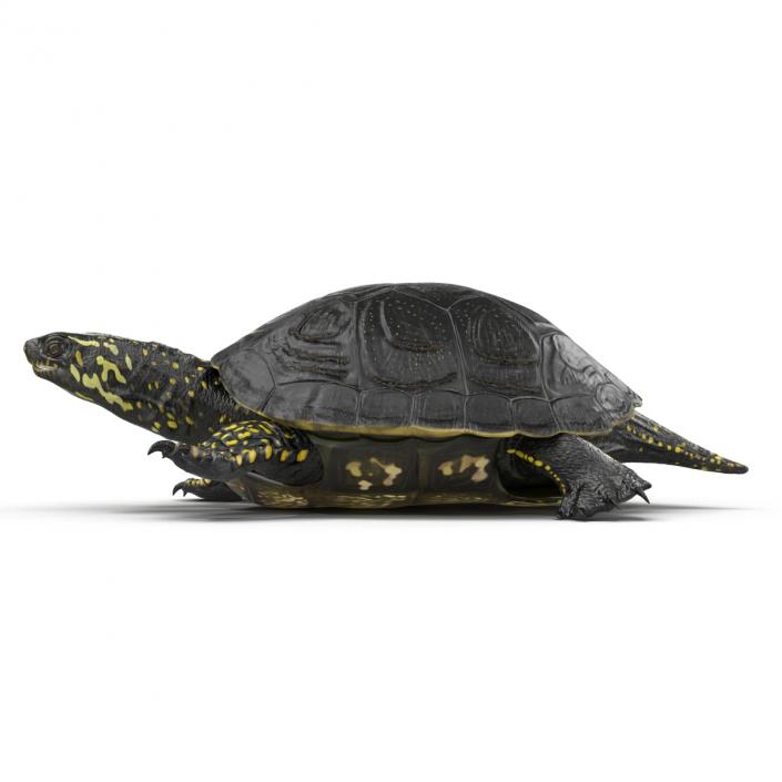 European Pond Turtle Rigged 3D