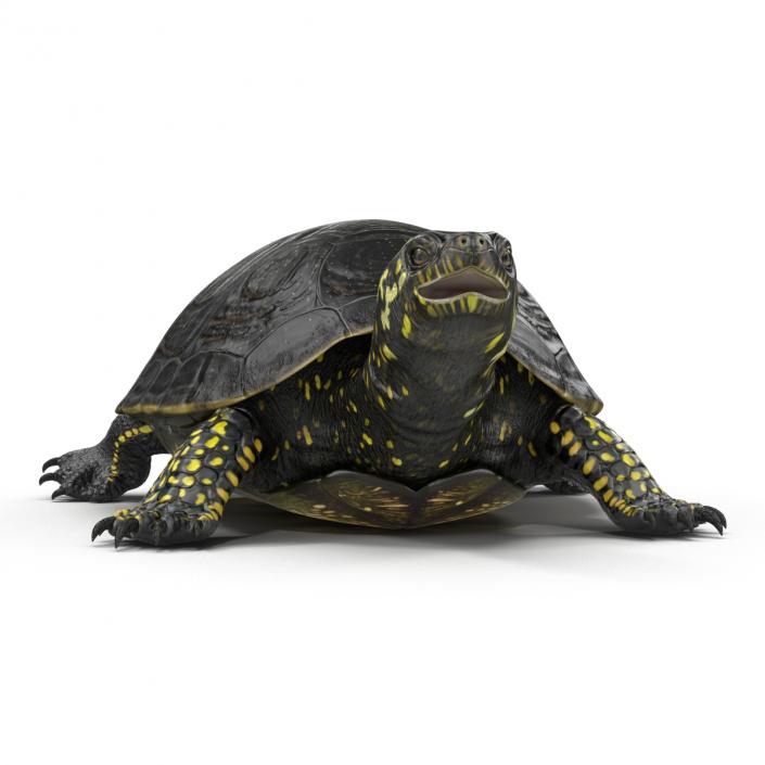 European Pond Turtle Rigged 3D