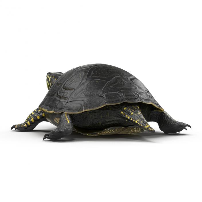 European Pond Turtle Rigged 3D