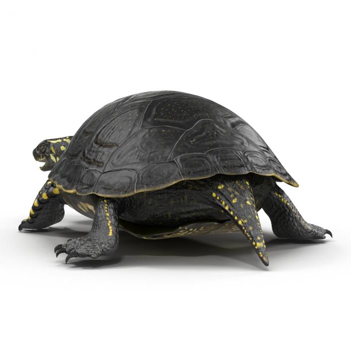 European Pond Turtle Rigged 3D