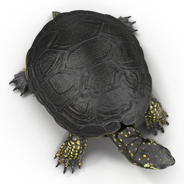 European Pond Turtle Rigged 3D