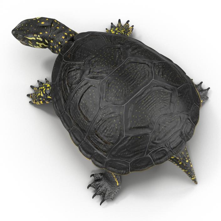 European Pond Turtle Rigged 3D