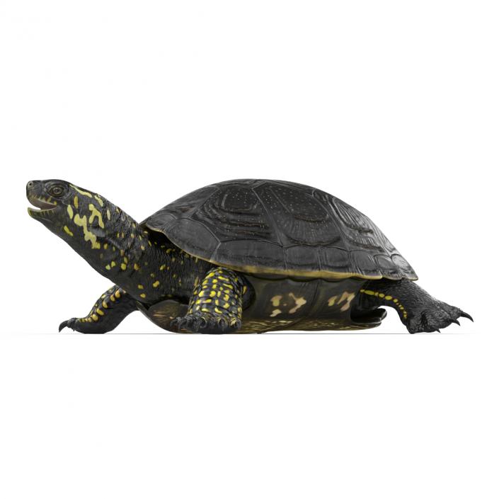 European Pond Turtle Rigged 3D