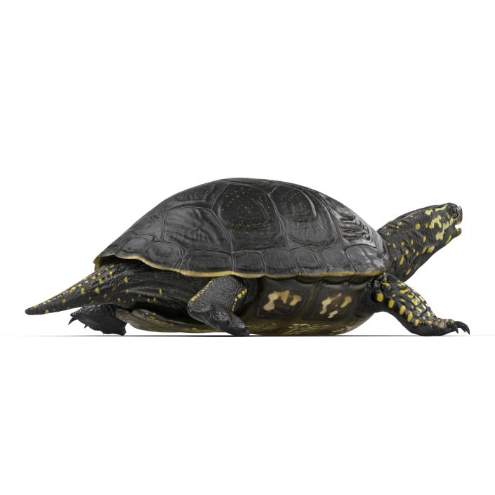 European Pond Turtle Rigged 3D